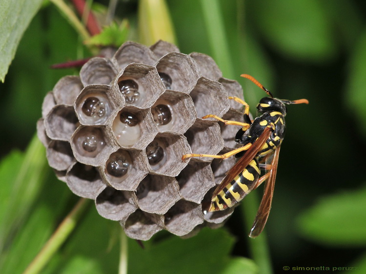 Polistes dominula (Vespidae)